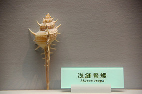 ����ǳ�����