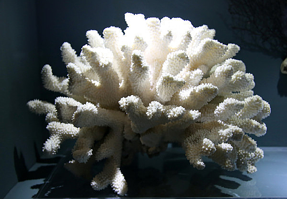 �������ﱭ��ɺ��