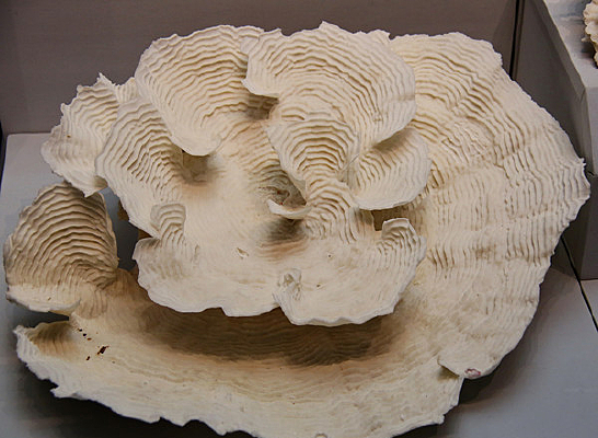 ���������Ҷ��˿ɺ��