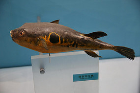 ���㰵ɫ������