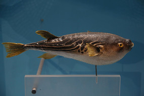 �������ƶ�����