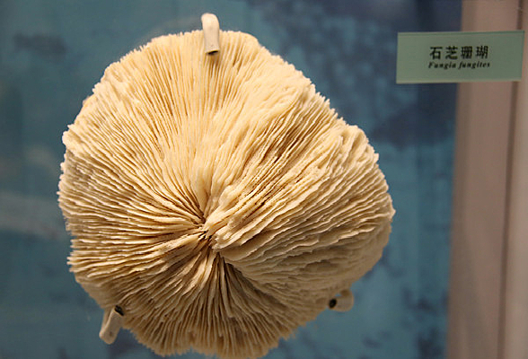 ʯ֥ɺ����������