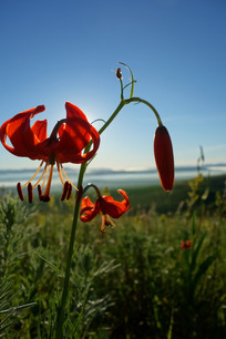 ����Ҷֲ���