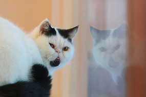 ����ǰ��è