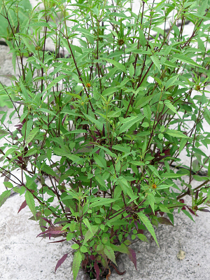 �����˲�ֲ��