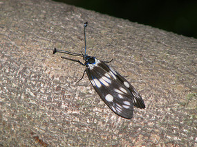 �����Ҷ�߶�