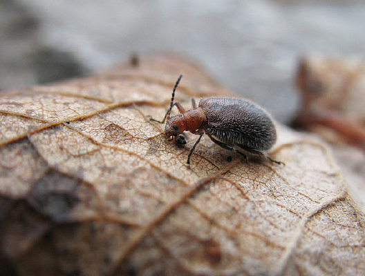 ������Ҷ��