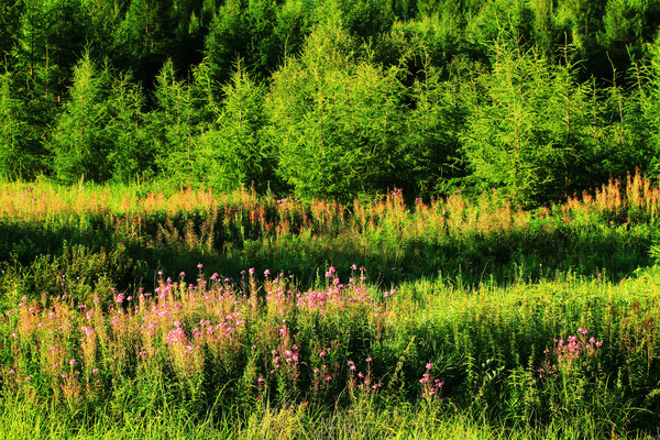 �ּ�ݵ�ֲ��