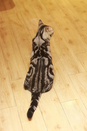 è�䱳�ϻ���