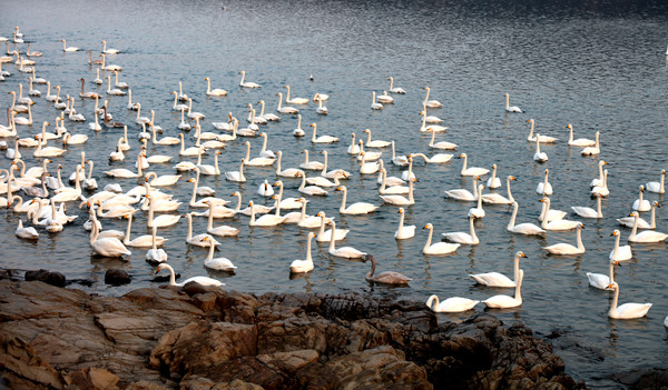 �����ϵĳ�Ⱥ���