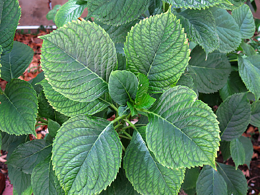 ����Ҷ��