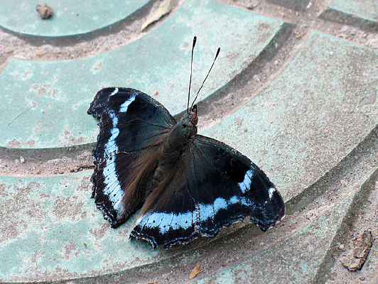 һֻ�����̵�