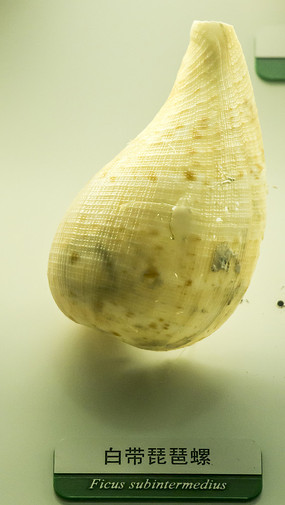 �״�������