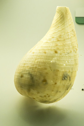 �״�������