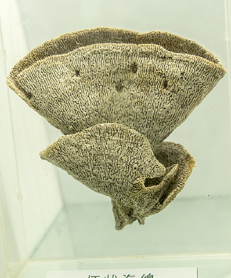 ��״����