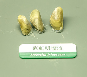 �ʺ���ӣ��