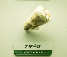 ��ξ����