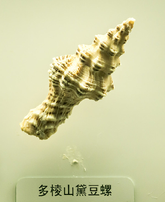 ����ɽ�춹��