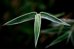 ��������Ҷ