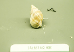 ��֯����