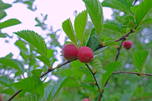 ��ɫ��÷��