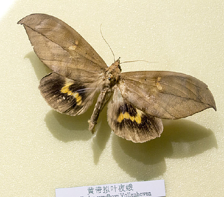 �ƴ���Ҷҹ��