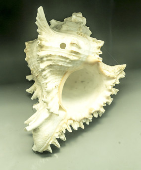 棘螺肩棘笔螺海洋贝类棘赤蛙螺标本海洋贝类肩棘笔