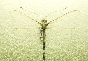 ���泤�����ѱ걾