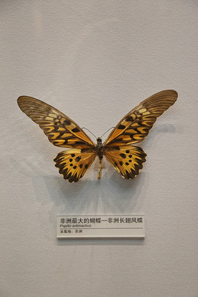 ������޳������걾