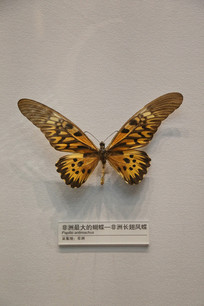 ������޳������걾