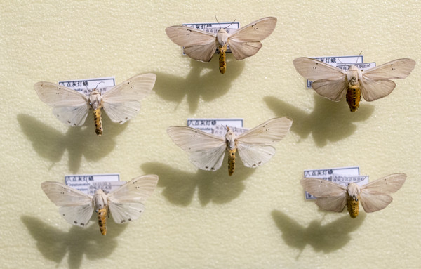 ����ڰߵ��