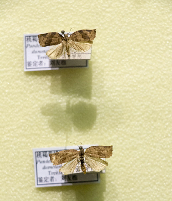 �����ɫ��