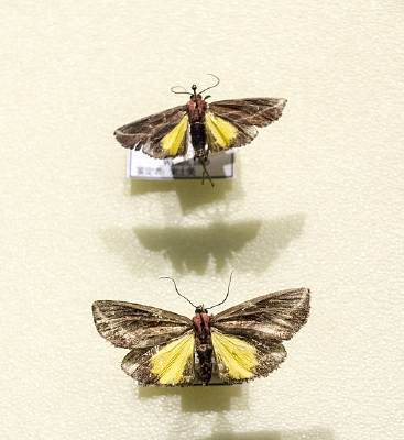 ����Ƶ��