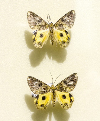 ����Ƹ���