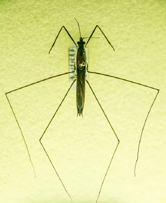 ���������Ñ�ı걾