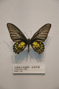 ������ѷ���걾