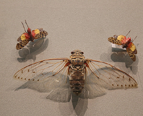 �����۷�걾