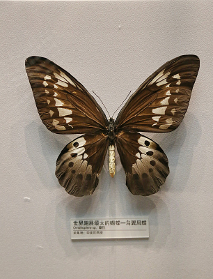 ������������걾