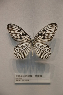 �����������������ߵ�