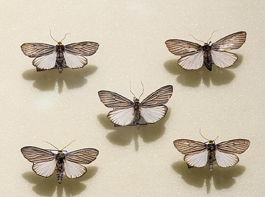 ���Ʊ���