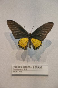 �����й����������ѷ���걾