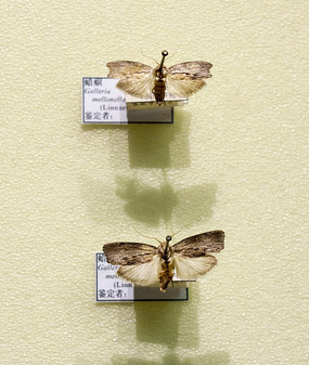 ��Ŀ���걾