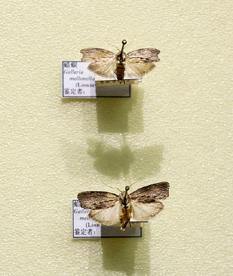 ��Ŀ���걾