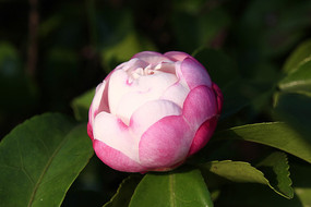 õ��ɫ��ɽ�軨