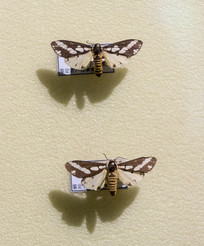 ƻ����ҹ��