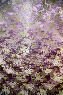 �����ѩ��ɫ�ջ��ƻ���