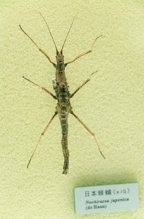 �ձ�����