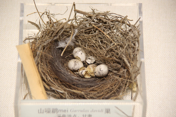 ɽ������