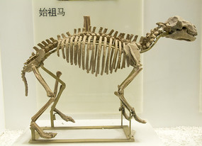 ʼ