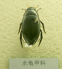 ˮ׿